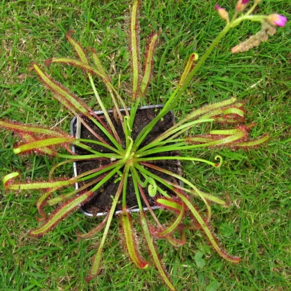 Rosnatka červená - Drosera capensis Giftberg - prodej semen - 15 ks