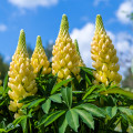 Lupina žlutá - Lupinus luteus - prodej semen - 13 ks