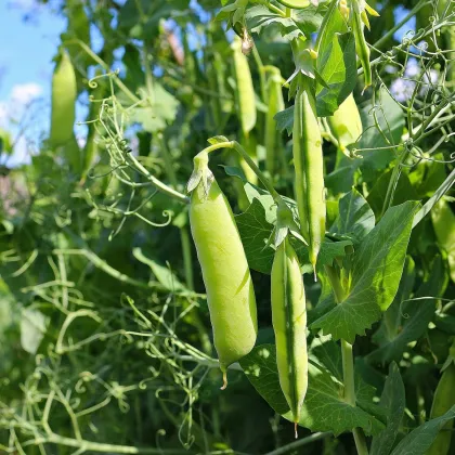 Hrách dřeňový Gloriosa - Pisum sativum - prodej semen - 85 ks