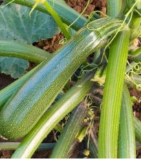 BIO Cuketa Zuboda - Cucurbita pepo - prodej bio semen - 8 ks