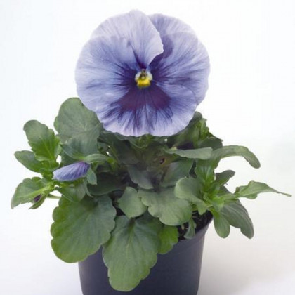 Violka Inspire stříbřitě modrá s okem F1 - Viola x wittrockiana - prodej semen - 20 ks