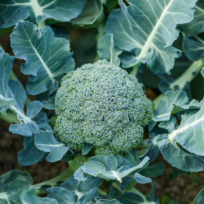 Brokolice Apolena F1 - Brassica oleracea L. - prodej semen - 30 ks