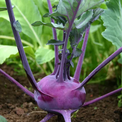 Kedluben raný modrý Ametyst F1 - Brassica oleracea - prodej semen - 50 ks