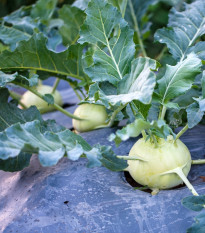 Kedluben bílý pozdní Gaston F1 - Brassica oleracea - prodej semen - 50 ks