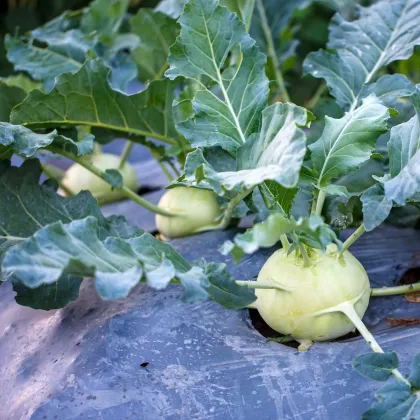 Kedluben bílý pozdní Gaston F1 - Brassica oleracea - prodej semen - 50 ks