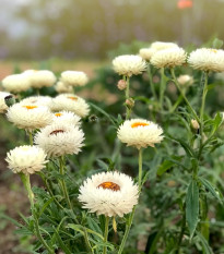 Smil listenatý White - Helichrysum bracteatum - prodej semen - 300 ks