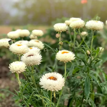 Smil listenatý White - Helichrysum bracteatum - prodej semen - 300 ks