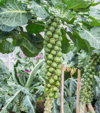 Kapusta růžičková Casiopea - Brassica oleracea - prodej semen - 400 ks