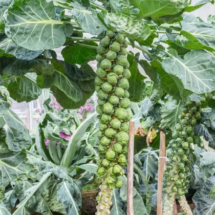 Kapusta růžičková Casiopea - Brassica oleracea - prodej semen - 400 ks