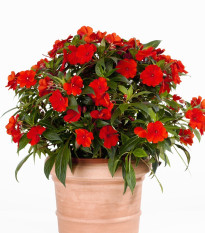 Netýkavka Beacon Bright Red F1 - Impatiens walleriana - prodej semen - 15 ks