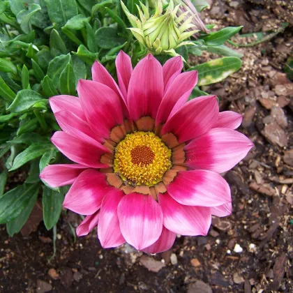 Gazánie New Day Pink Day F1 - Gazania rigens - prodej semen - 20 ks