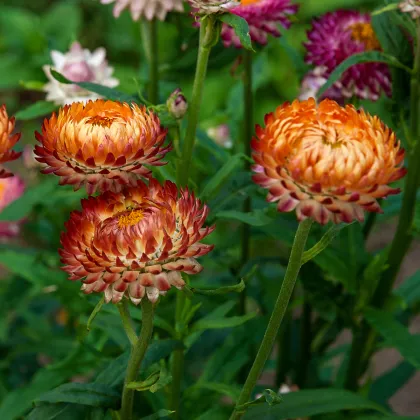 Slaměnka bronzová - Helichrysum bracteatum - prodej semen - 500 ks