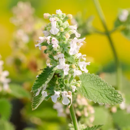 Šanta kočičí citrónová - Nepeta cataria var. citriodora - prodej semen - 15 ks