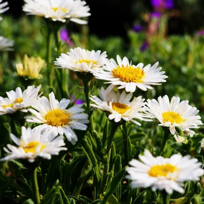 Astra alpínská bílá - Aster alpinus - prodej semen - 50 ks