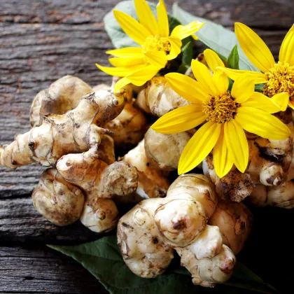 Topinambur červený Violet de rennes - Helianthus tuberosus - prodej prostokořenných sazenic - 1 ks