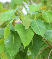 Fíkovník posvátný - Ficus religiosa - prodej semen - 5 ks