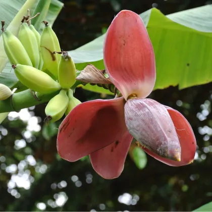 Banánovník Dwarf Cavendish - Musa Acuminata - prodej semen - 5 ks