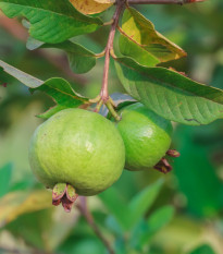 Guave - Psidium guajava - prodej semen - 4 ks