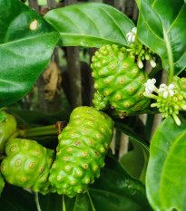 Noni - Morinda citrifolia - prodej semen - 5 ks