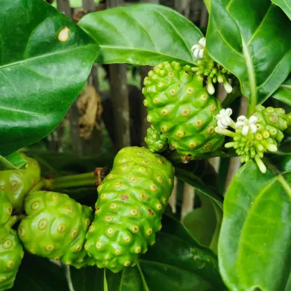 Noni - Morinda citrifolia - prodej semen - 5 ks