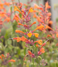 Agastache Apricot - Agastache aurantiaca - prodej semen - 20 ks