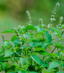 Bazalka indická Tulsi - Ocimum tenuiflorum - prodej semen - 50 ks