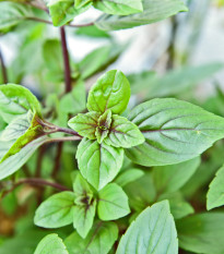 Bazalka posvátná červená Holy red - Ocimum tenuiflorum - prodej semen - 30 ks