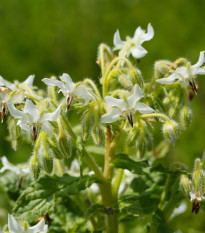 Brutnák bílý - Borago officinalis - prodej semen - 20 ks