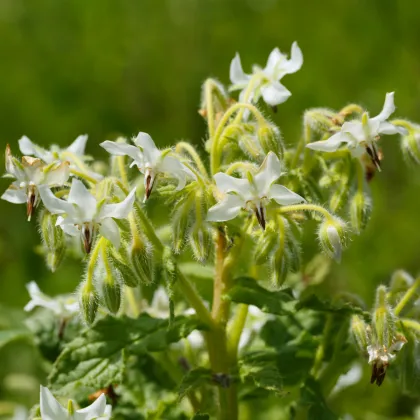 Brutnák bílý - Borago officinalis - prodej semen - 20 ks