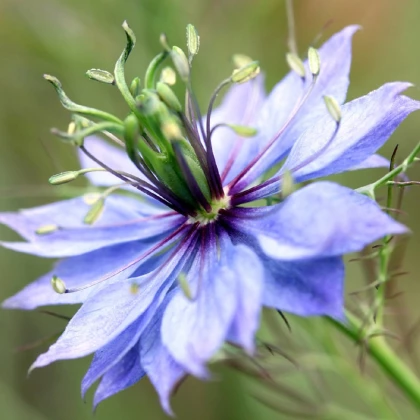 Černucha damašská modrá - Nigella damascena - prodej semen - 200 ks