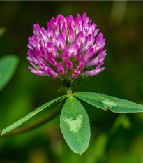 Jetel červený luční - Trifolium pratense - prodej semen - 100 ks