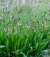 Jitrocel kopinatý - Plantago lanceolata - prodej semen - 0,2 g