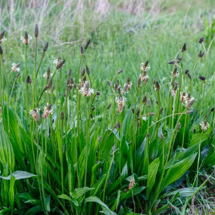 Jitrocel kopinatý - Plantago lanceolata - prodej semen - 0,2 g