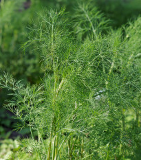 Kopr vonný Ceres - Anethum graveolens - prodej semen - 200 ks