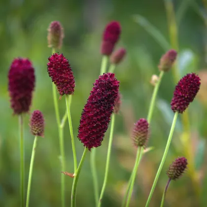 Krvavec Toten - Sanguisorba officinalis - prodej semen - 8 ks