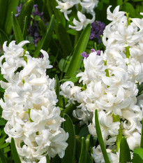 Hyacint plnokvětý Madame Sophie - Hyacinthus - prodej cibulovin - 1 ks