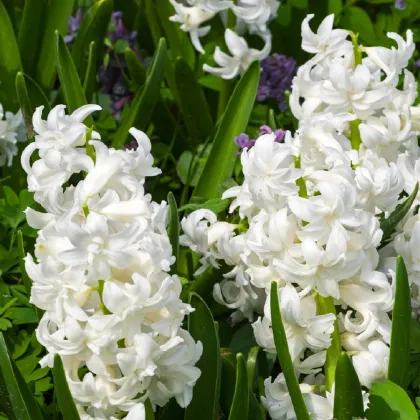 Hyacint plnokvětý Madame Sophie - Hyacinthus - prodej cibulovin - 1 ks