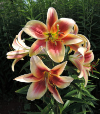 Lilie Debby - Lilium - prodej cibulovin - 1 ks