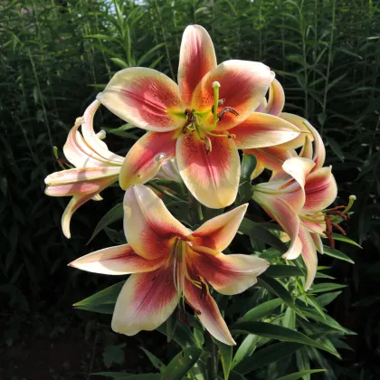 Lilie Debby - Lilium - prodej cibulovin - 1 ks