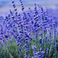 Levandule lékařská Provence Blue - Lavandula angustifolia - prodej semen - 15 ks