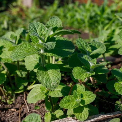 Máta jablečná - Mentha rotundifolia - prodej semen - 25 ks