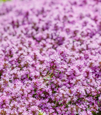 Mateřídouška - Thymus serpyllum - prodej semen - 500 ks