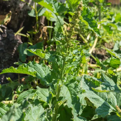 Merlík všedobr - Chenopodium henricus - prodej semen - 200 ks