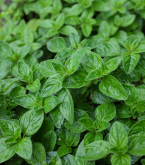 Oregano Paula - Origanum vulgare - prodej semen - 150 ks