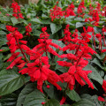 Šalvěj zářivá Johannisfeuer - Salvia splendens - prodej semen - 15 ks