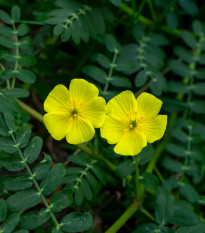 Kotvičník zemní - Tribulus terrestris - prodej semen - 7 ks