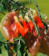 Africká bylina - Sutherlandia frutescens - prodej semen - 4 ks