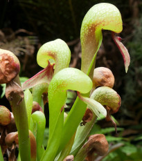 Darlingtonie kalifornská - Darlingtonia california - prodej semen - 12 ks