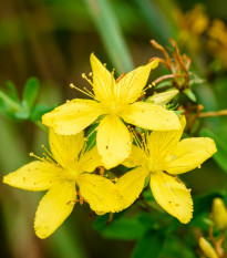 Třezalka tečkovaná - Hypericum perforatum - prodej semen - 300 ks