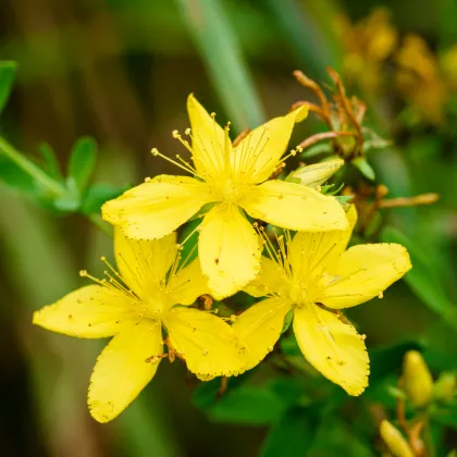 Třezalka tečkovaná - Hypericum perforatum - prodej semen - 300 ks